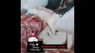 My Cute Cats Cj and T2 sleeping togather|Kanwalzay vlogs