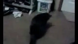 Cat chasing tail