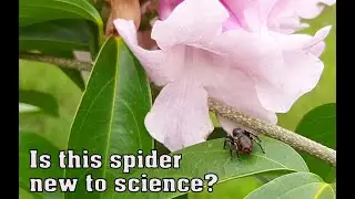 Is this a new undescribed species for science?