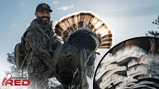 Merriam's In The Montana Mountains, Turkey Hunting The Last Best Place #hunting