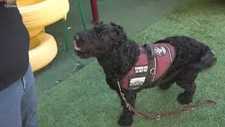 Valley family looking to raise money for service dog for toddler daughter with autism