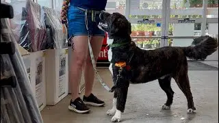 Moose&rsquo;s Second Public Access/Service Dog Training Session