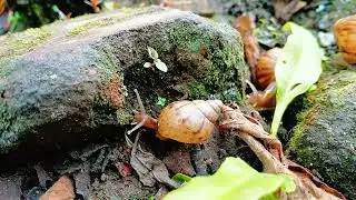 Slime Trails and Shell Homes: What a Snail Colony Teaches Us About Life
