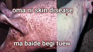 Pig skin disease /  Oma Skin ni bemar jabla? #assam #pig #bodo #farming