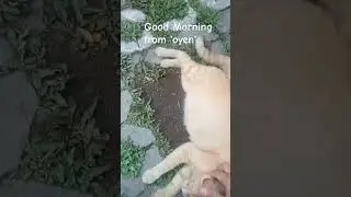 OYEN FAT CAT ENJOYS HIS LIFE