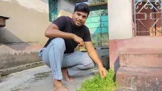 Bacopa Monnieri &ndash; Nature&rsquo;s Brain Tonic 🧠🌿 | ব্রাহ্মীর অসাধারণ স্বাস্থ্য উপকারিতা  | 