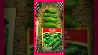 7 Tasty Pepper Varieties to Grow 🌶 | Jalape&ntilde;o, Nadapeno, Poblano, Banana & More
