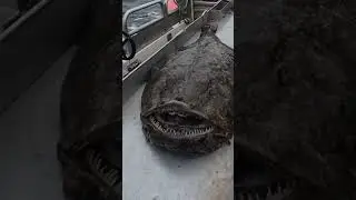 They Pulled a NIGHTMARE From the Abyss! 👹 Real Life Sea Monster! 🤯