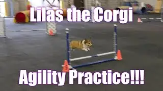 Lilas the Corgi Practicing Agility
