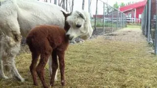 New Alpaca baby (cria)