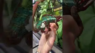 ВЫБРАТЬ ХАМЕЛЕОНА ПОД ЦВЕТ ДИВАНА? Так тоже бывает😂 а какой тебе понравился?