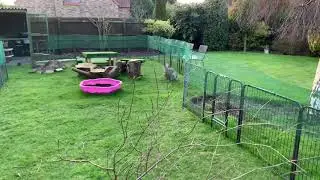 Giant rabbit binky