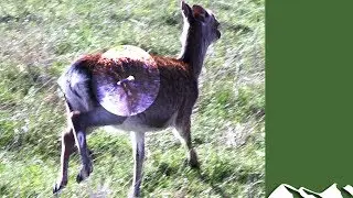Roy Lupton learns to dart deer