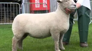 Sheep Judging