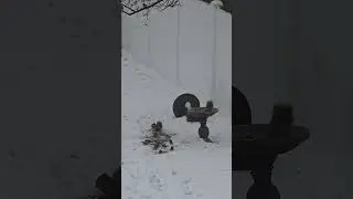 NJ Bird Feeding Cam, Snow Addition 12/30/2025 #birdfeeder