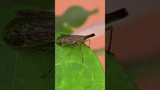 Raivuna #shorts #planthoppers #inaturalist #annlazaro