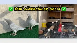 ✅ GÜVERCİN KÜMESİMİZE YENİ KUŞLAR GELDİ ve KÜMESİMİZDEKİ SON DURUM ✅ #güvercinkümesi #pigeon 
