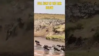 Lone Lioness Jaw-Dropping River Strike &ndash; Survival Epic | Wild Rivals