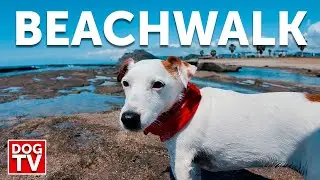 Dog TV | Black Sand Beaches | Dog Walk on a Volcanic Beach in Tenerife with Nature Sounds | 4K