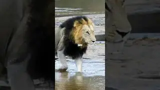 The Leader Majingilane.🌟 #lion #majingilane #mapogo  #krugernationalpark #sabisands