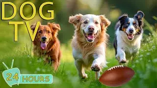 DOG TV: Best Videos Relax & Entertain for Dogs to Watch All Day Home Alone - Soothing Music for Dogs