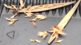 Nerie - Nerium oleander. Hvordan jeg tager fr&oslash;  fra dem.