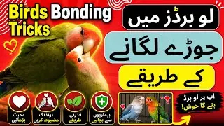 How. To Bond Love Bird pair / The Best & Easy Love Birds Bonding Tricks /Love Birds Pairing Tipes.