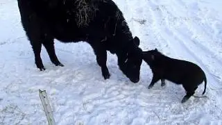 Wild Boar vs Raging Cow