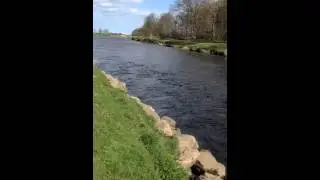 Big fish on at Kinnaber April 2016 North Esk