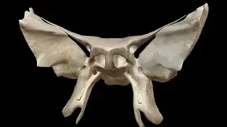 Decoding with Scotland Sean (Part 8) The Esoteric Anatomy of Man (Sean's Part)