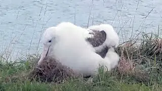 Albatross Chick Spruces Up Her Play Nest Before Settling In | DOC | Cornell Lab