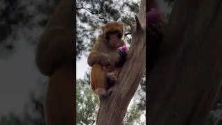 What kind of magical fruit is so enchanting #Monkey