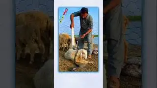 Snake caught from sheep herd! Watch the thrilling moment. #SnakeCaught #SheepHerd #VillageLife #Will