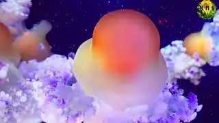 Natural Jelly fish 2022. #natural #beauty #4k #beautyful #rain # sea #Rbbit #Natural misty sonali .