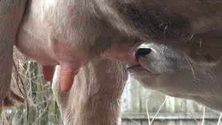 Milch von wirklich glücklichen Kühen