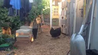Flock Behavior- Establishing Dominance