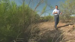 What causes the sweet smell of rain after an Arizona storm?