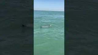 Dolphin in Beyt Dwarka #shorts #shortvideo #viral #travel
