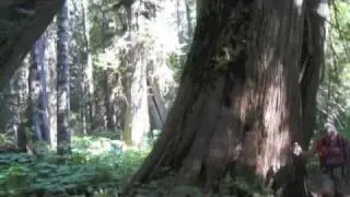 Ross Creek Trail