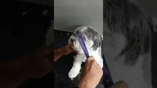 face trim #grooming #dogcare #pets #doghaircut  #puppy #dogtrimmers #petcare #shorts #shortvideo