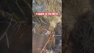 Conibear 330: The Ultimate Beaver Trap #trapping #beavertrapping #beaver