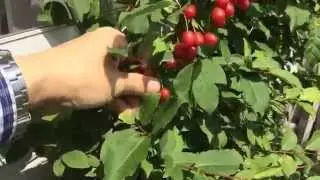 Silverberry harvest