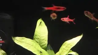 Boraras brigittae & Boraras naevus in my 10G