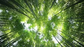 Integration in Forest Resource Technology : Total Timber Volume in Stand (podcast)