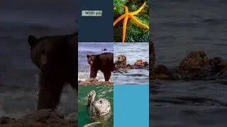 Video template - Nonprofit About Us Reel