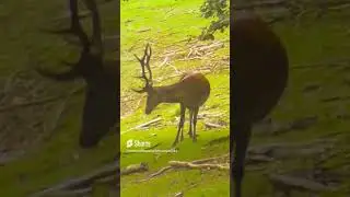 Bockig