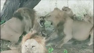 male lions fighting over the lioness who is dominance video