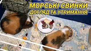 Морські свинки – догляд та утримання в домашніх умовах