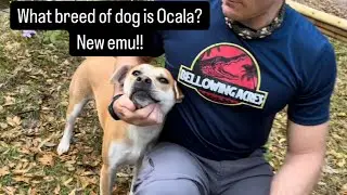 What kind of dog is Ocala?? & new emu!!