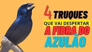 4 truques para fazer o AZUL&Atilde;O despertar a fibra
